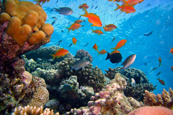 underwater view of a coral