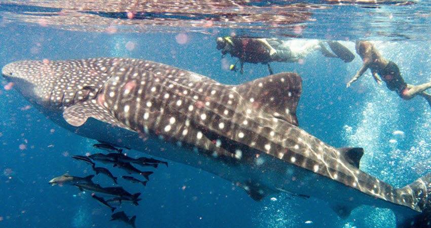 a fish swimming under water