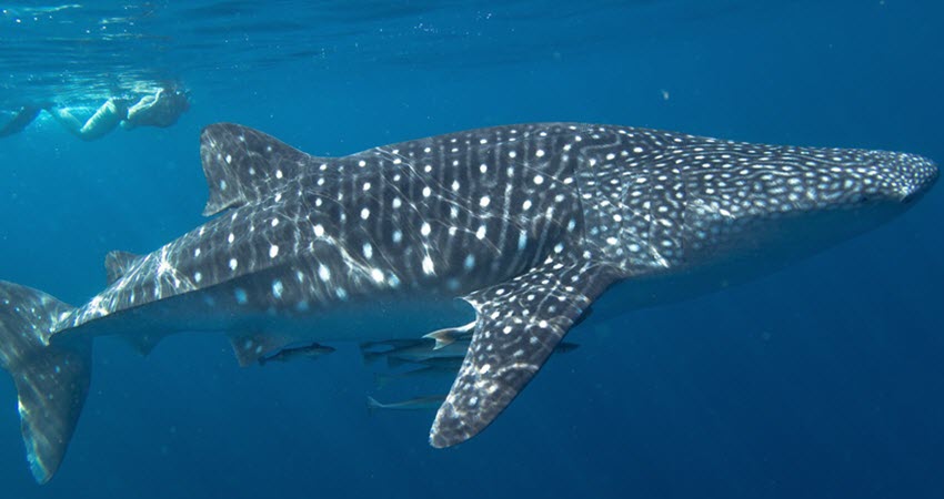 a fish swimming under water