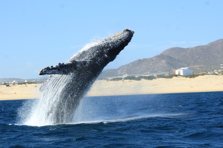 a whale jumping out of the water